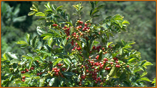      ,  (Blue Mountain cofee,Kingston Jamaica) 